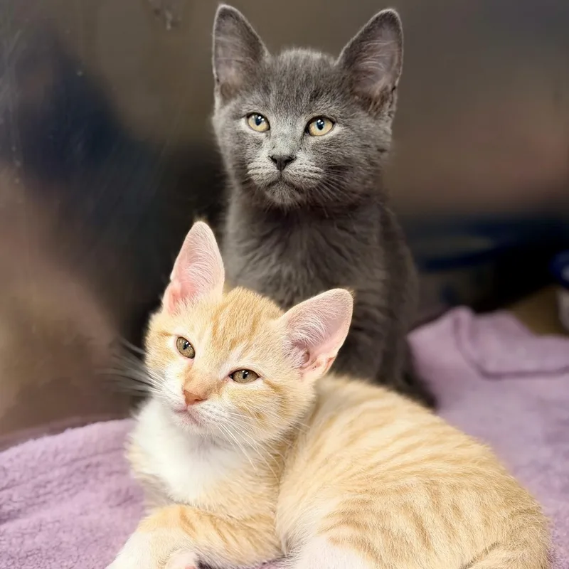 A baby medium-sized male Orange / Red Domestic Short Hair cat named Lemon for adoption in Manahawkin, NJ