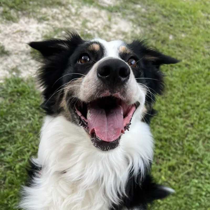 A young medium-sized male Black Mixed Breed dog named Jedi for adoption in Naples, FL