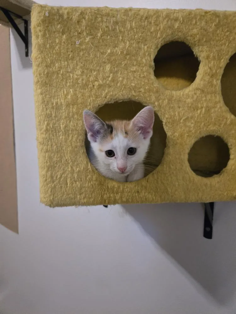 A baby small-sized female Domestic Short Hair cat named Cupcake for adoption in Plymouth, MI