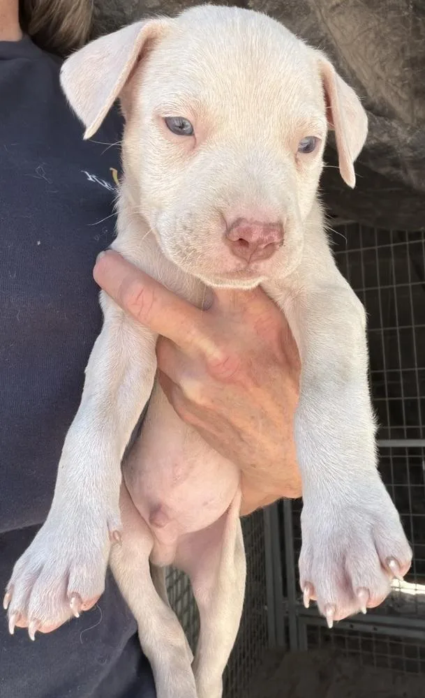 A baby medium-sized female White / Cream Pit Bull Terrier dog named Grizzly for adoption in Seguin, TX