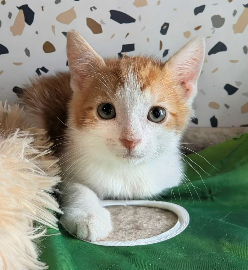 A baby small-sized male Domestic Short Hair cat named Skeeter for adoption in Seven Valleys, PA