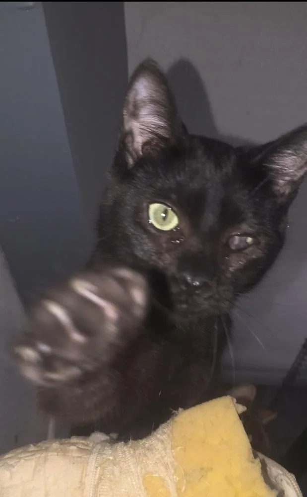 Wavy Gravy thumbnail 2