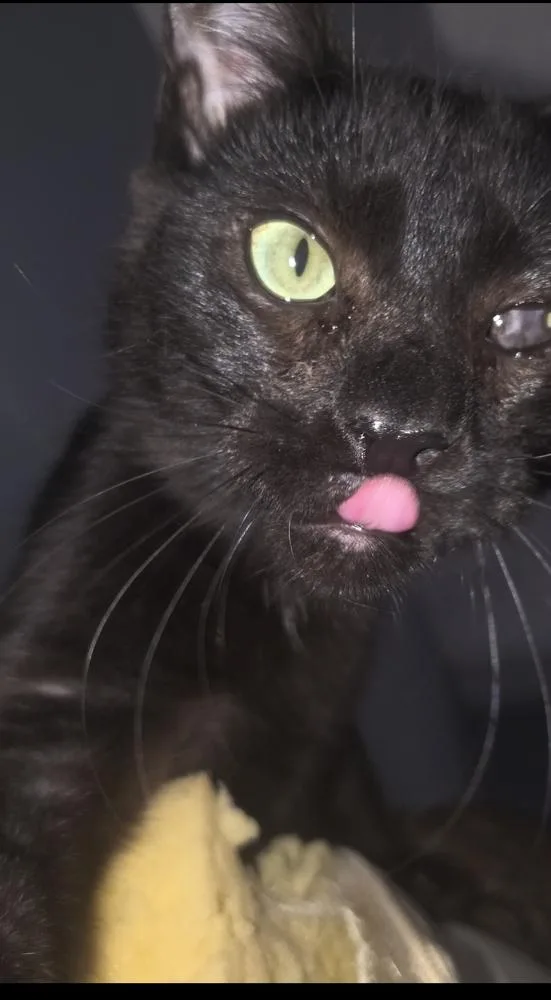 Wavy Gravy thumbnail 3