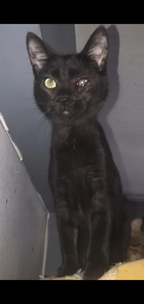 Wavy Gravy thumbnail 5