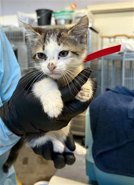 A baby small-sized male Domestic Medium Hair cat named Ralph for adoption in Camarillo, CA