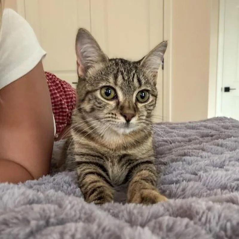 A baby medium-sized female Tabby (Brown / Chocolate) Domestic Short Hair cat named Chicken for adoption in Columbia, SC