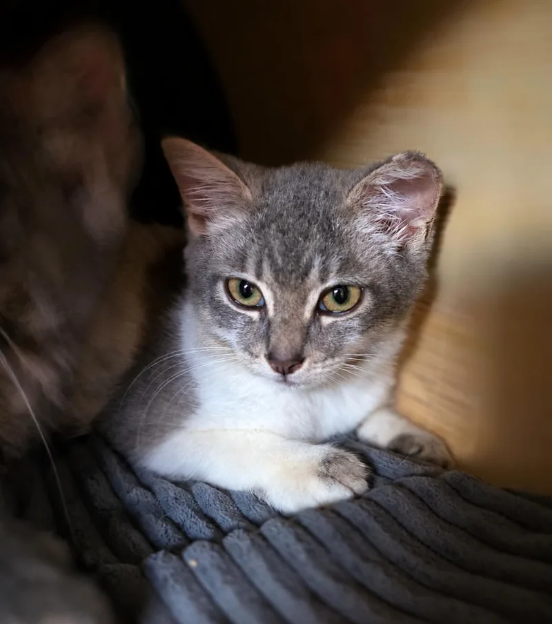A baby small-sized female Domestic Short Hair cat named Tinkerbell for adoption in Faribault, MN