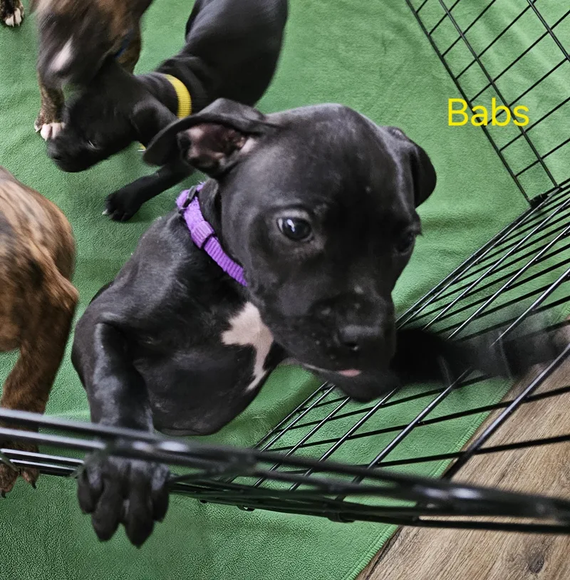 Boxer Mix Puppies thumbnail 4