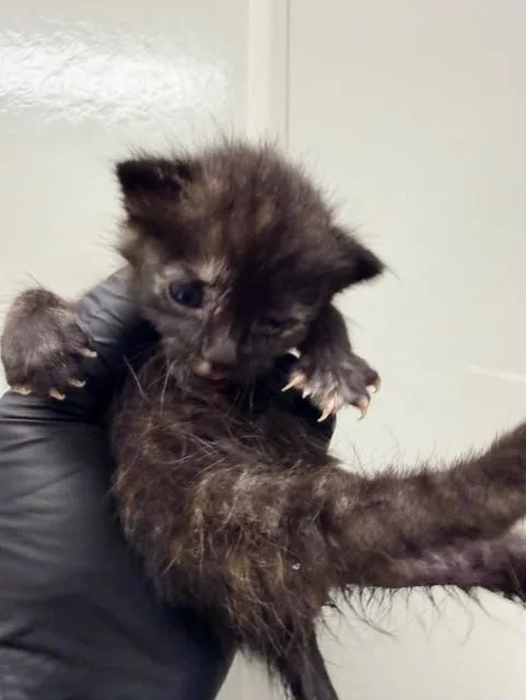 A baby small-sized female Domestic Short Hair cat named Moe for adoption in Ontario, CA