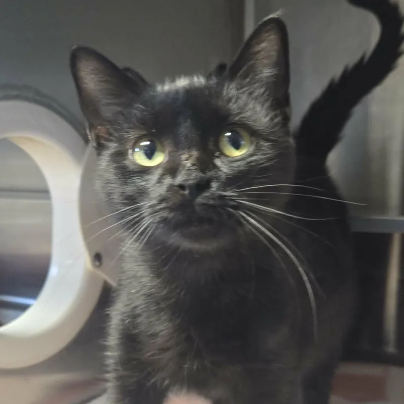 A young medium-sized female Black Domestic Short Hair cat named Flash and Sabby for adoption in Watertown, WI