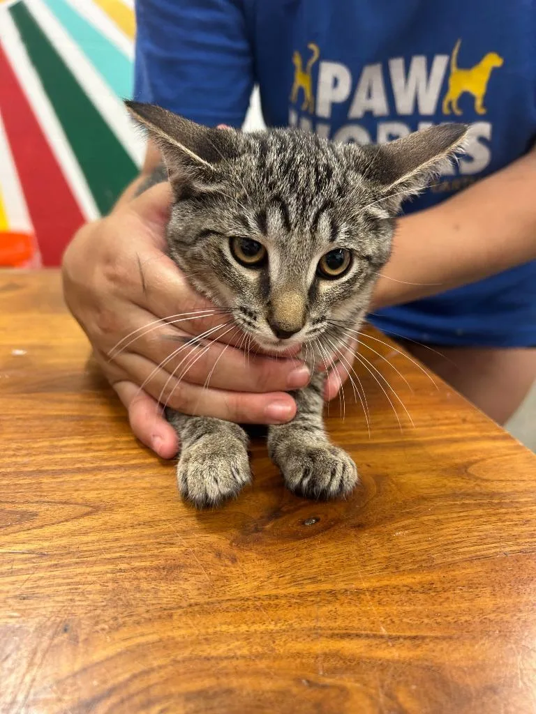 A baby small-sized female Domestic Short Hair cat named Maliah for adoption in Thousand Oaks, CA