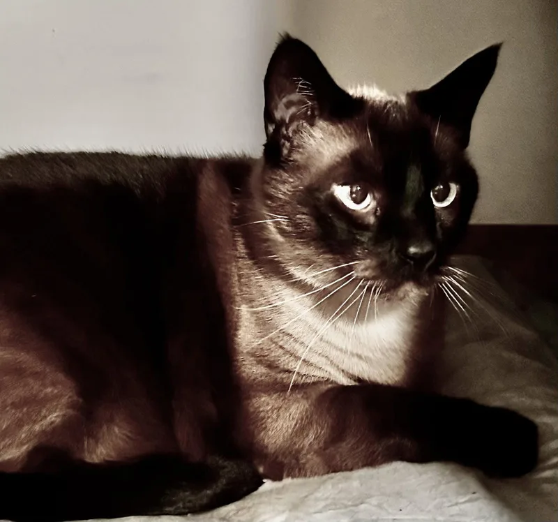 A senior large-sized female Black & White / Tuxedo Tuxedo cat named Samantha & Samson for adoption in Antioch, CA