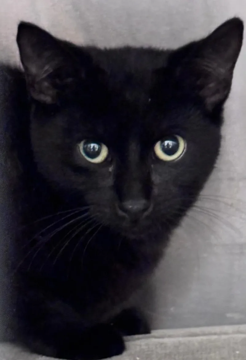 A baby medium-sized male Black Domestic Short Hair cat named Kip for adoption in Lambertville, NJ