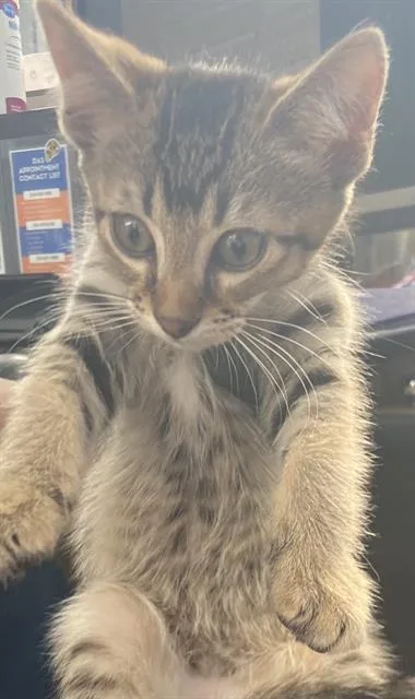 A baby medium-sized male Domestic Short Hair cat named Amias for adoption in Dallas, TX