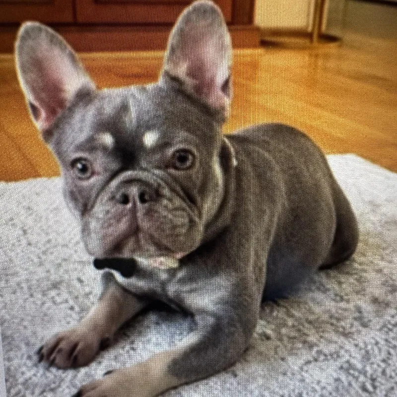 A young small-sized female Gray / Blue / Silver French Bulldog dog named Chloe for adoption in Columbia, SC