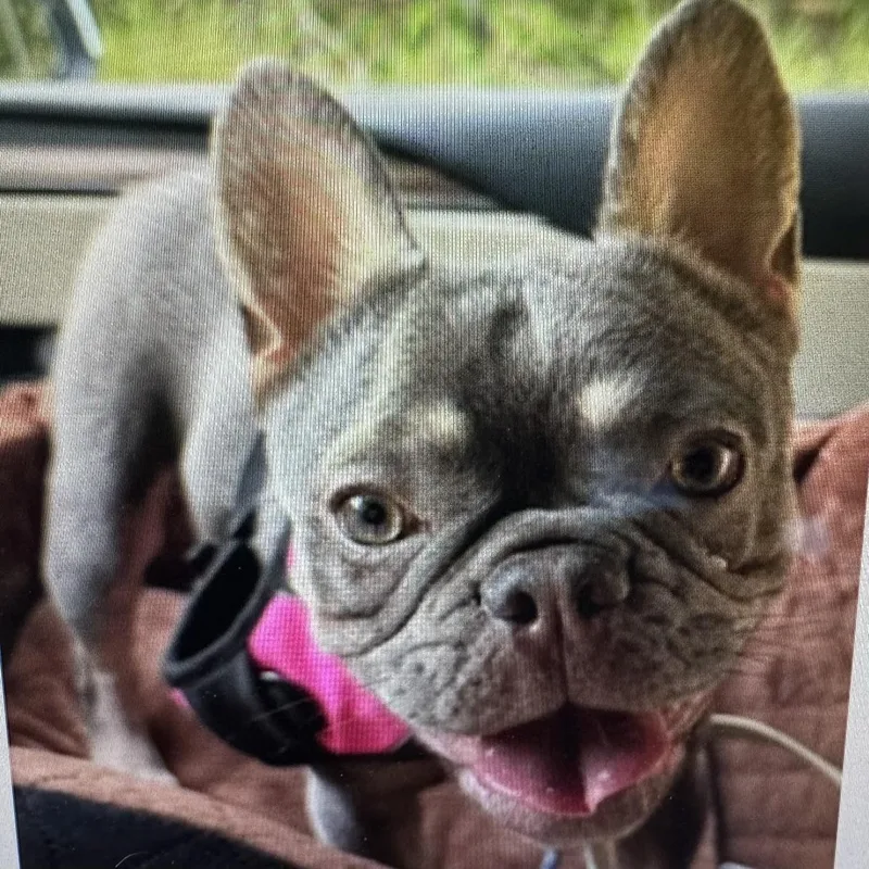 Chloe thumbnail 5