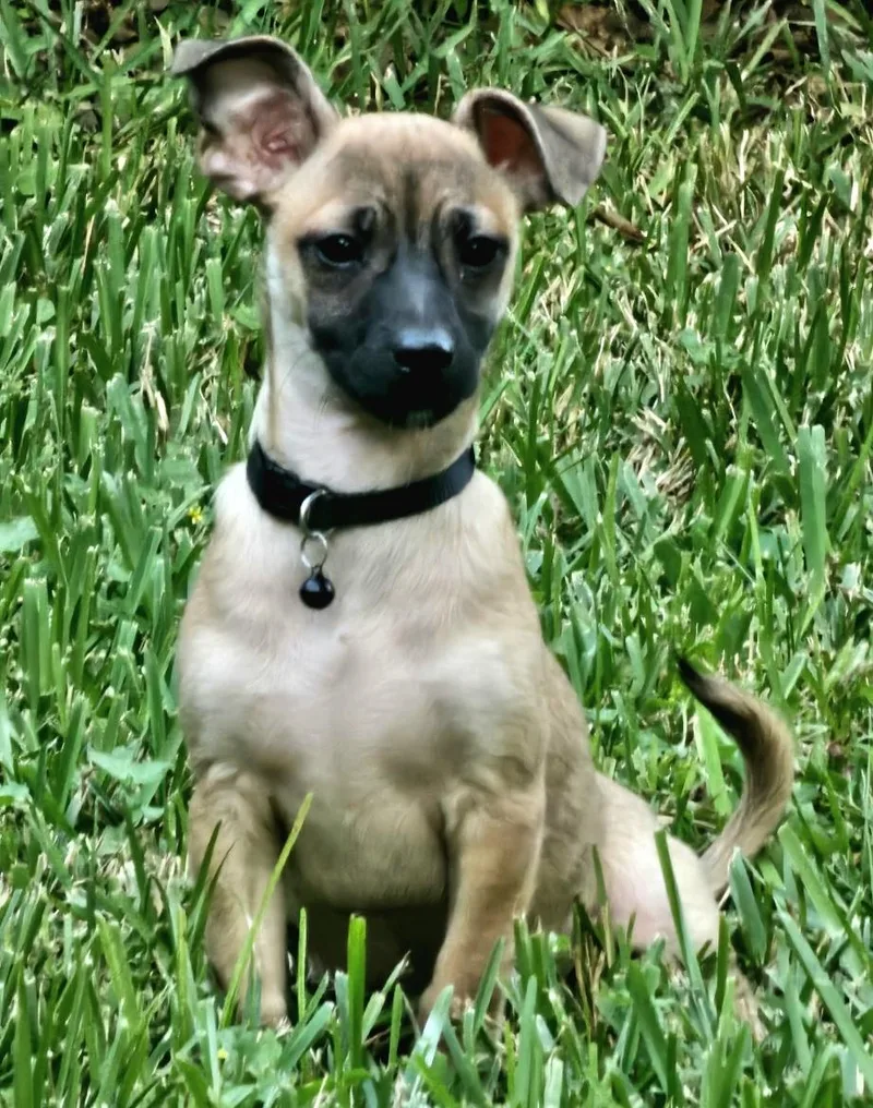 A baby small-sized male Chihuahua dog named Louko WAT for adoption in Missouri City, TX
