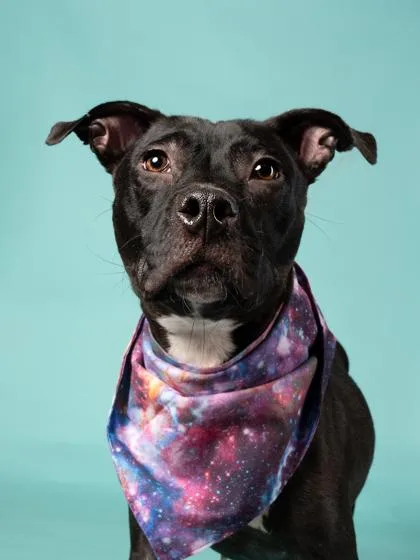 An adult medium-sized female Pit Bull Terrier dog named Shimmer for adoption in Atlanta, GA