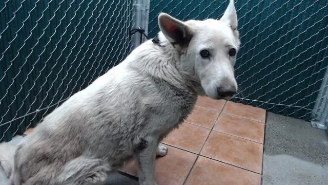 A senior medium-sized female German Shepherd Dog dog named Perla for adoption in Downey, CA