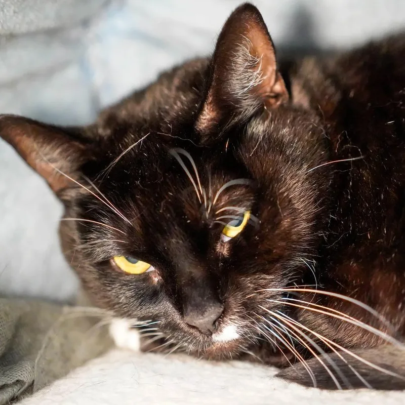 An adult large-sized female Black Domestic Short Hair cat named Triscuit for adoption in Thomaston, ME