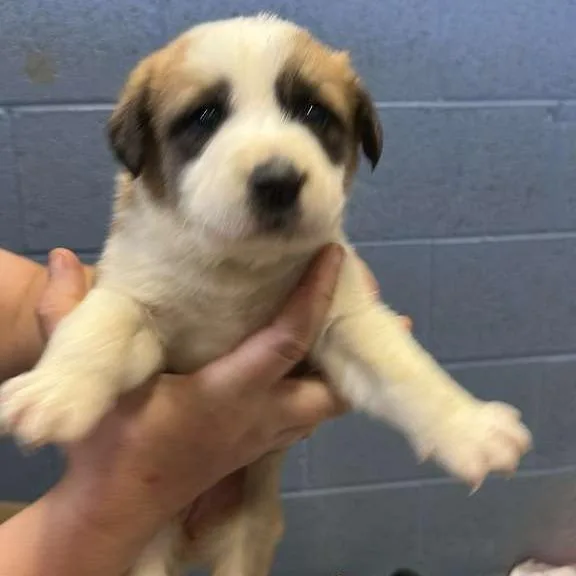 A baby small-sized female White / Cream Mixed Breed dog named Asia for adoption in Gadsden, AL