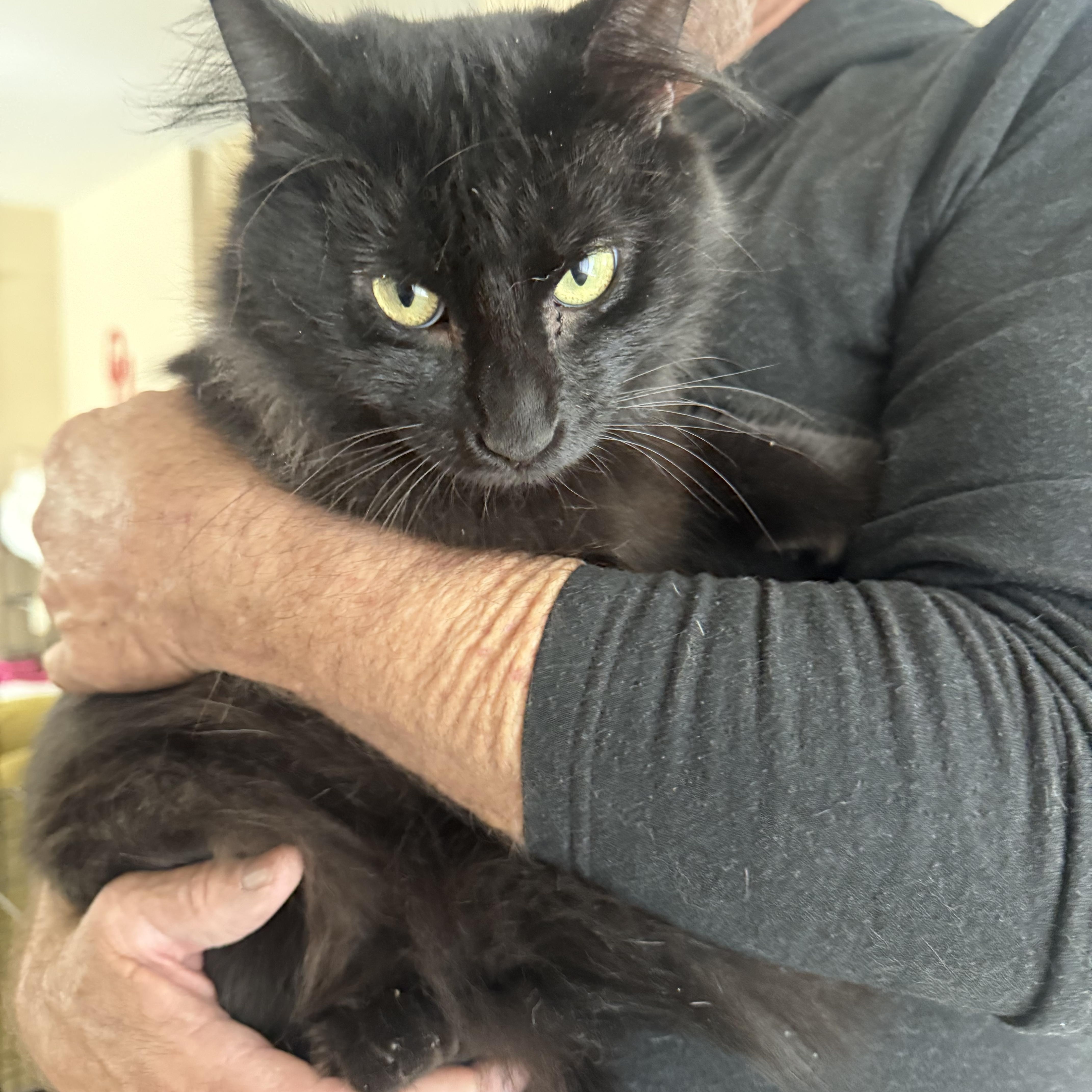 A young medium-sized male Domestic Medium Hair cat named Spike for adoption in Las Vegas, NV