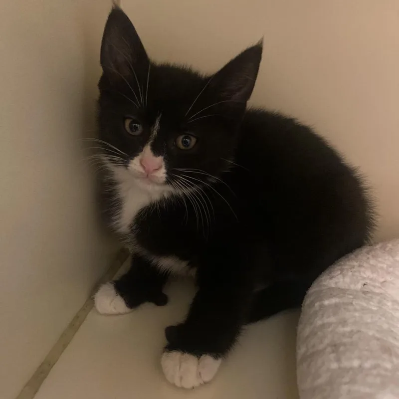 A baby small-sized male Black Domestic Short Hair cat named Koda for adoption in Dayton, OH
