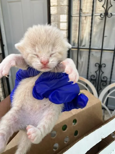 A baby small-sized male Domestic Short Hair cat named Bruno Mars for adoption in Dallas, TX