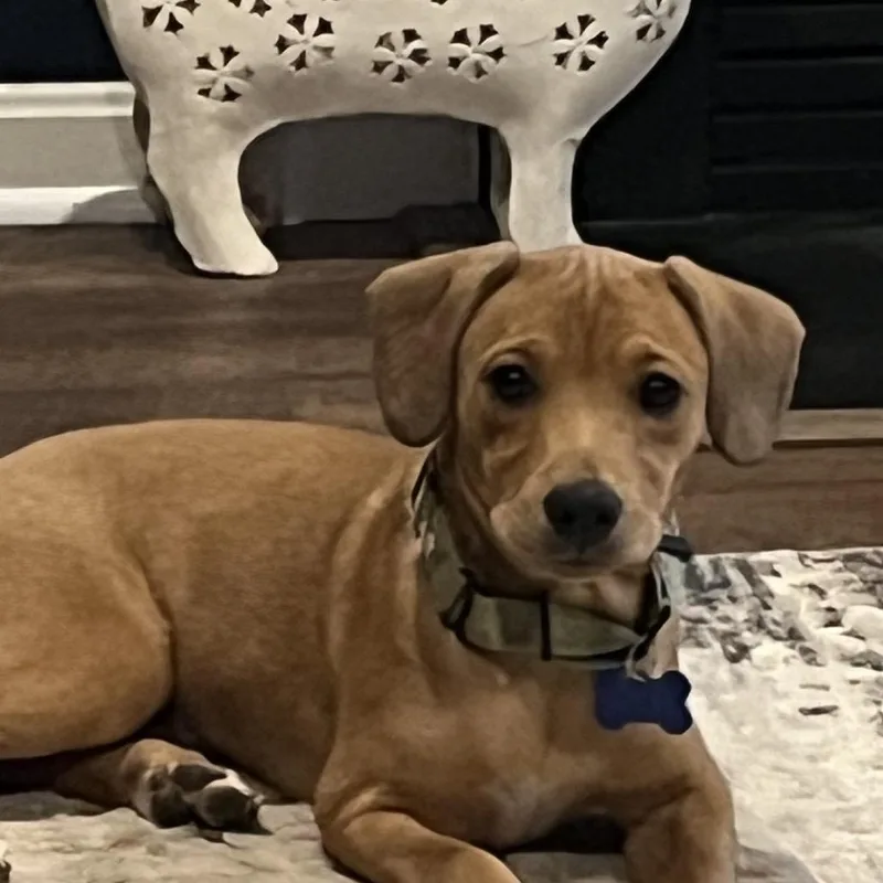 A baby medium-sized male Yellow / Tan / Blond / Fawn Labrador Retriever dog named Reggie for adoption in Potomac, MD