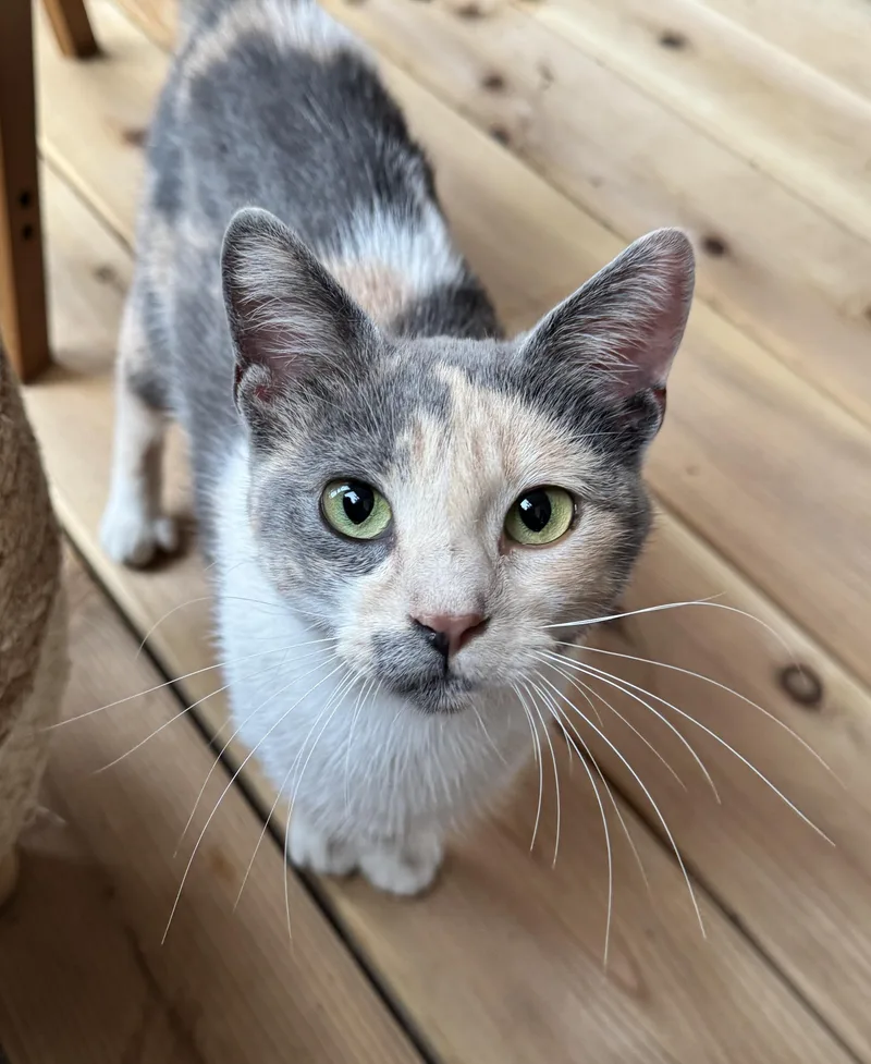 A young medium-sized female Dilute Calico Domestic Short Hair cat named Katniss for adoption in Port Washington, WI