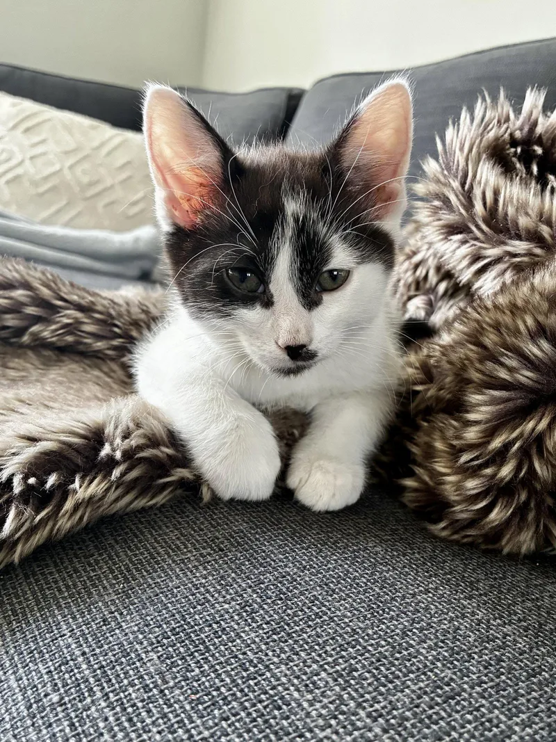 A baby medium-sized male Black & White / Tuxedo Domestic Short Hair cat named Bud  Willow Grove for adoption in Greenville, DE