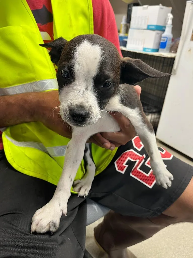 A baby small-sized male Terrier dog named Tristan for adoption in Hopkinsville, KY