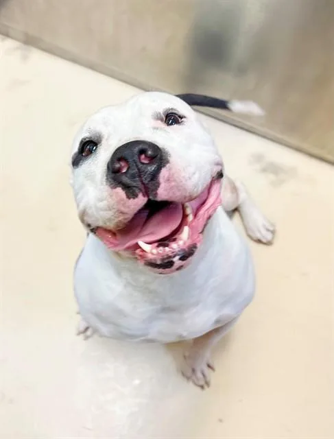 An adult medium-sized female Pit Bull Terrier dog named Dumpling for adoption in Riverside, CA