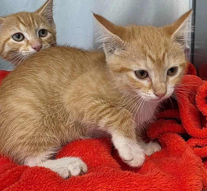 A baby small-sized male Orange & White Domestic Short Hair cat named CA Wahoo for adoption in Glen Allen, VA