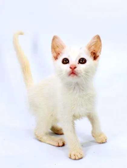 A baby small-sized male Domestic Short Hair cat named Gandalf for adoption in Morton Grove, IL