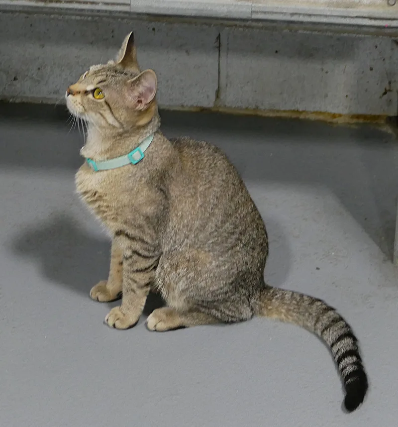 An adult medium-sized female Tabby (Tiger Striped) Domestic Short Hair cat named Kindry for adoption in Beechbottom, WV