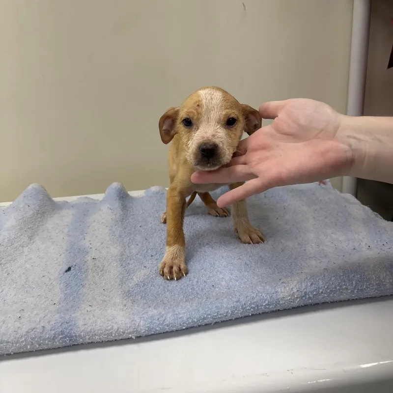 A baby medium-sized female Yellow / Tan / Blond / Fawn Terrier dog named Tuna for adoption in Galax, VA