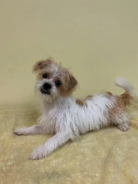 Chestnut aka Barkley