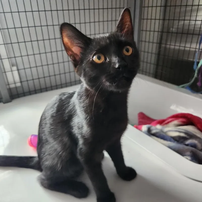 A baby small-sized male Black Domestic Short Hair cat named Jughead for adoption in Talent, OR