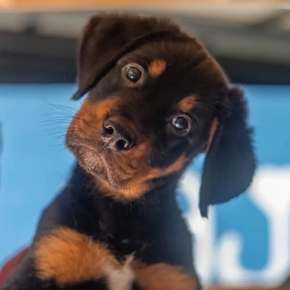 A baby large-sized male Black Beauceron dog named Aquo for adoption in Decatur, GA