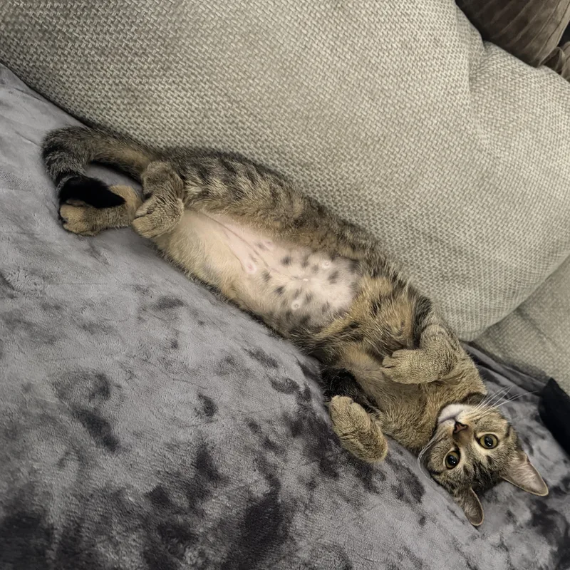 A baby medium-sized female Tabby (Brown / Chocolate) Domestic Short Hair cat named Simmi for adoption in Tampa, FL