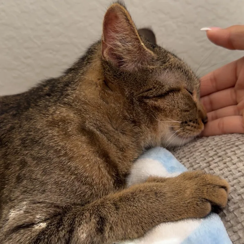 Simmi thumbnail 3