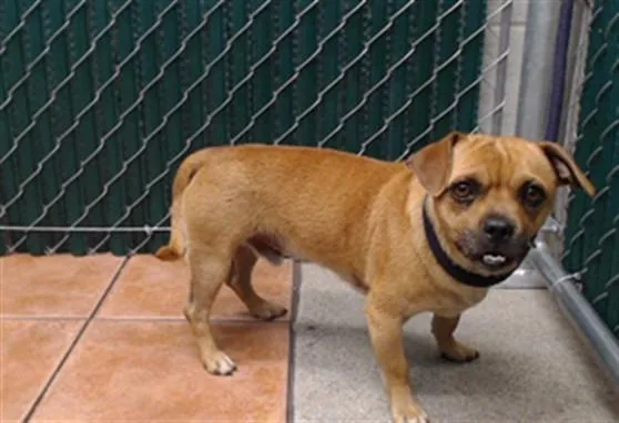 An adult medium-sized male Terrier dog named Nipsy for adoption in Downey, CA