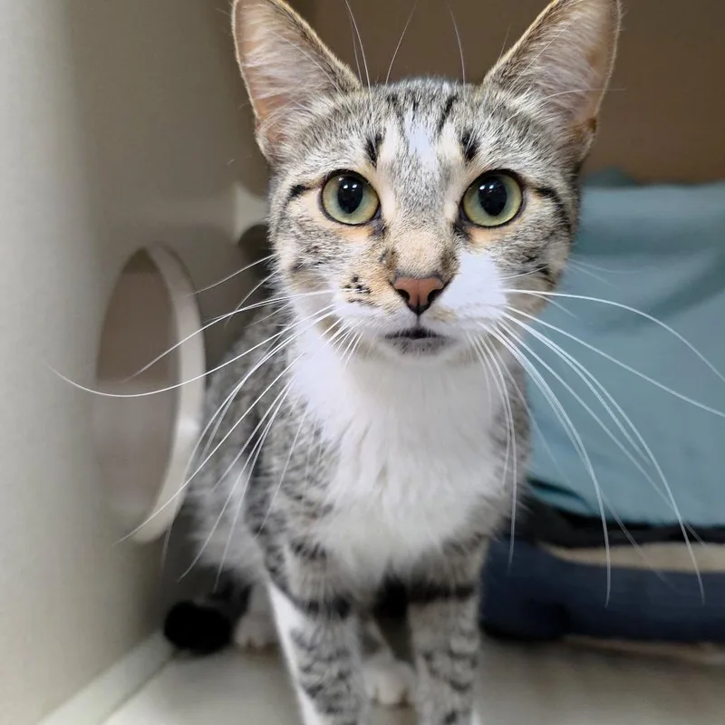 A young medium-sized female Gray / Blue / Silver Domestic Short Hair cat named Margaret for adoption in Michigan City, IN