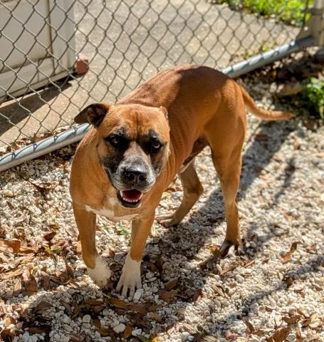 An adult large-sized male Mixed Breed dog named Tony for adoption in Pensacola, FL