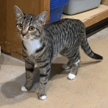 A young small-sized female Domestic Short Hair cat named Hathor for adoption in Midland, VA
