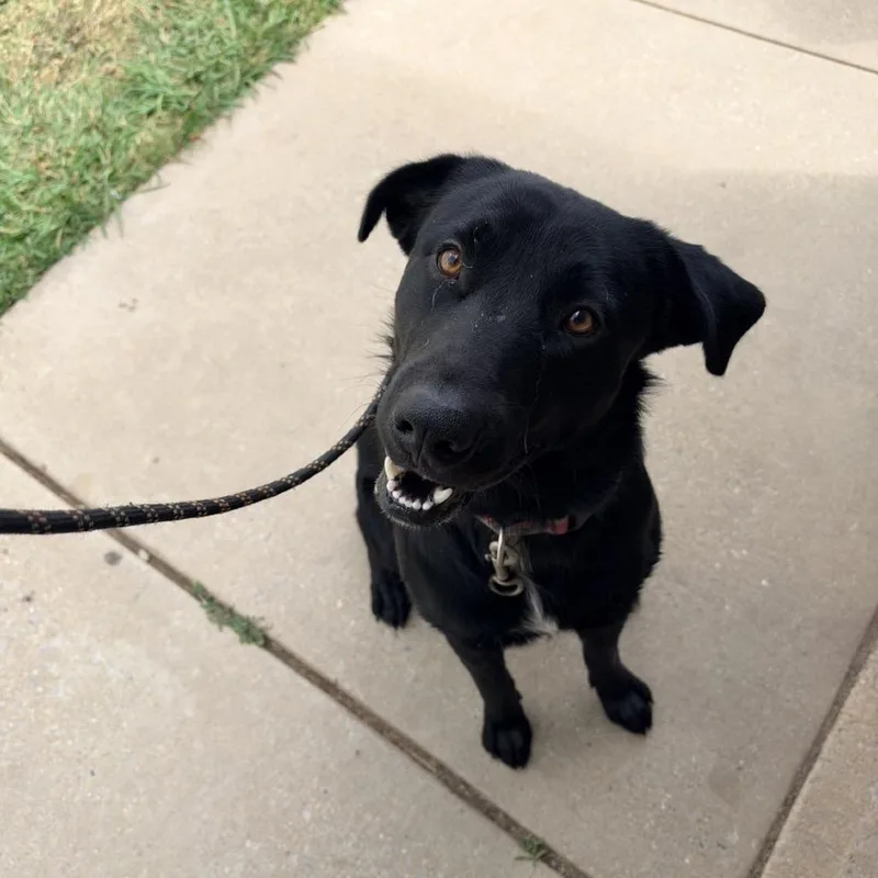 An adult large-sized male Mixed Breed dog named Agent Bubbles for adoption in Columbiana, AL
