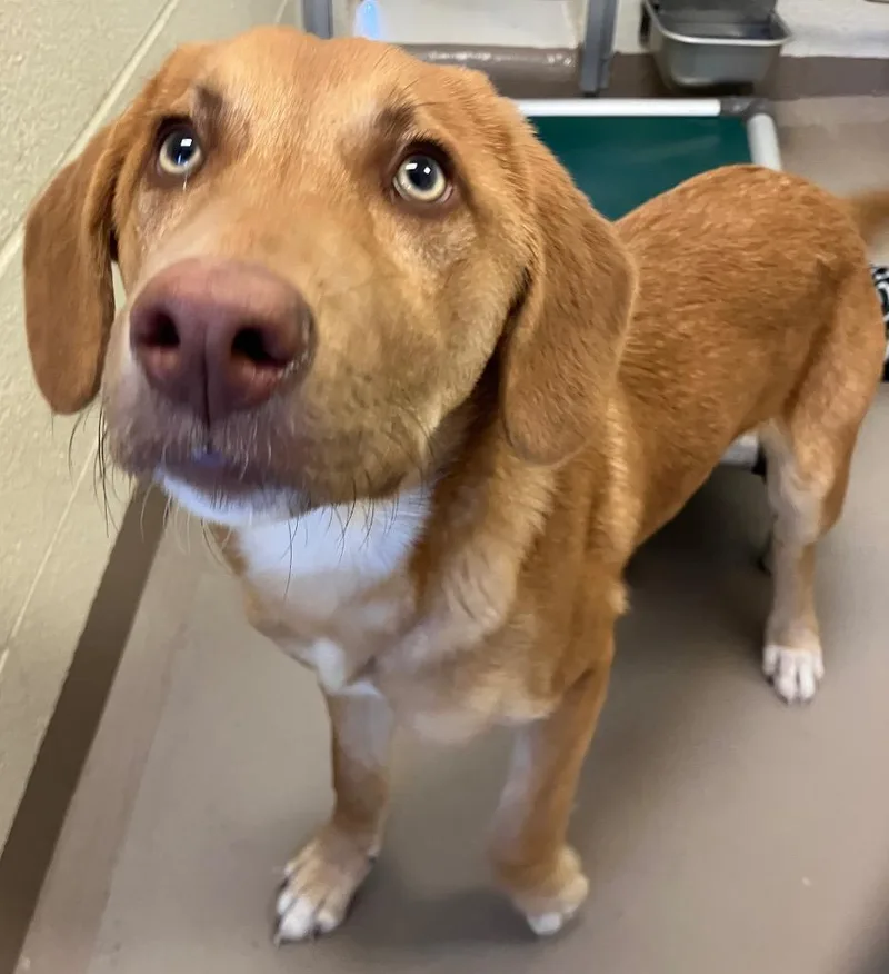 A baby medium-sized female Labrador Retriever dog named Kombucha for adoption in Christiansburg, VA