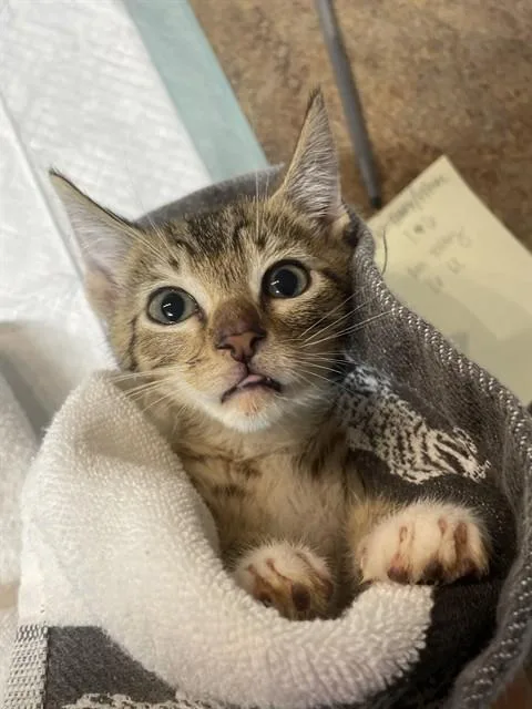 A baby small-sized female Domestic Short Hair cat named Bonnie for adoption in Tallahassee, FL