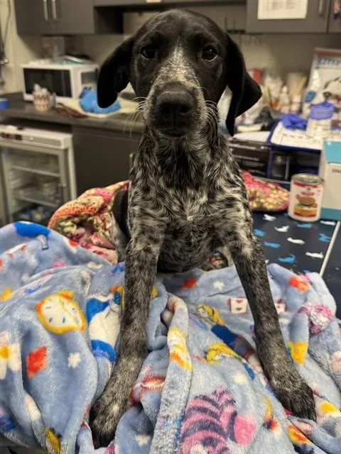 A baby medium-sized female German Shorthaired Pointer dog named Cabrini for adoption in Ontario, CA
